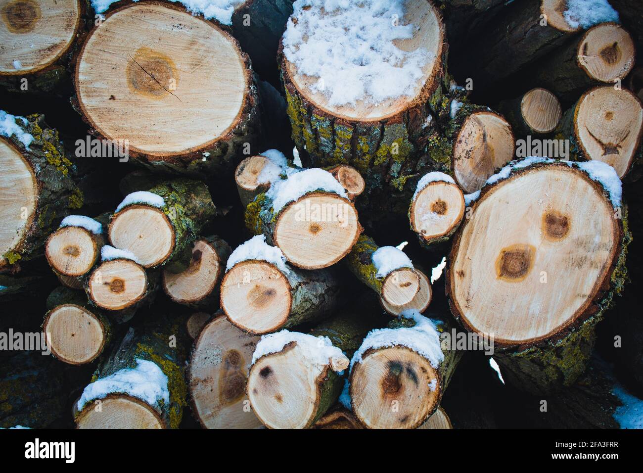Legno accatastato. Mucchio di piccoli tronchi ricoperti di neve. Tronchi d'albero nella foresta durante l'inverno Foto Stock