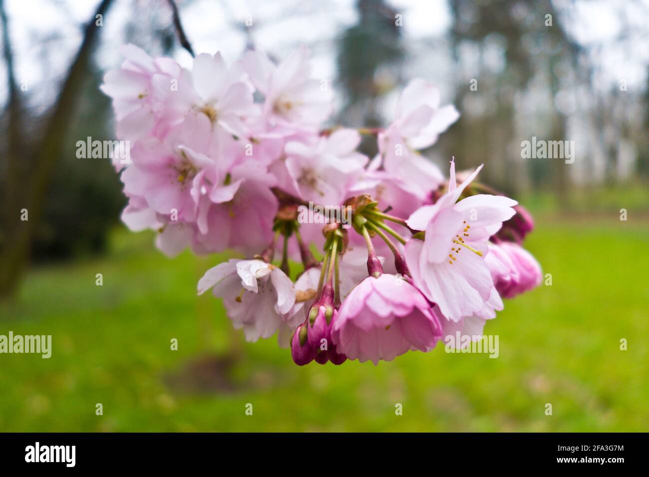 fiori di ciliegio rosa Foto Stock