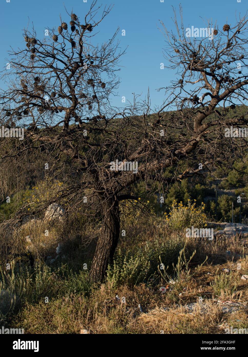 Albero di pino Charred e annerito dopo un fuoco di foresta passato through.isolato albero morto senza effetto di riscaldamento leaf.Global. Foto Stock