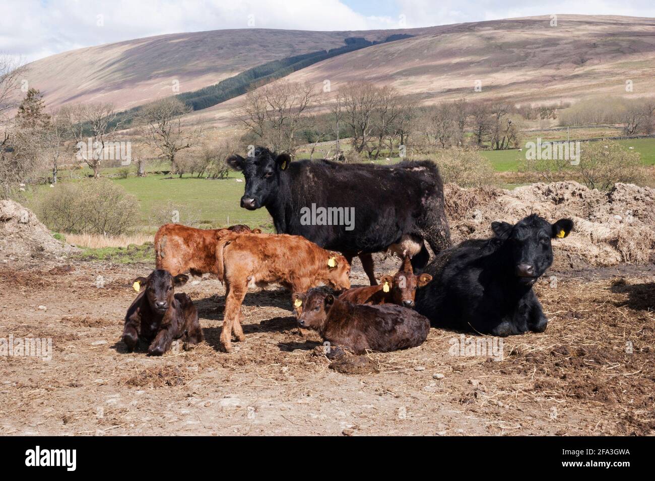 Mucche e vitelli di manzo in collina fattoria, Glen Fruin, Argyll, Scozia Foto Stock