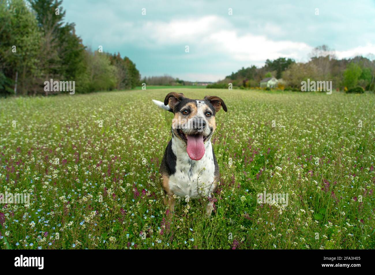 cane felice di razza mista sul campo di fiori selvatici . Foto Stock