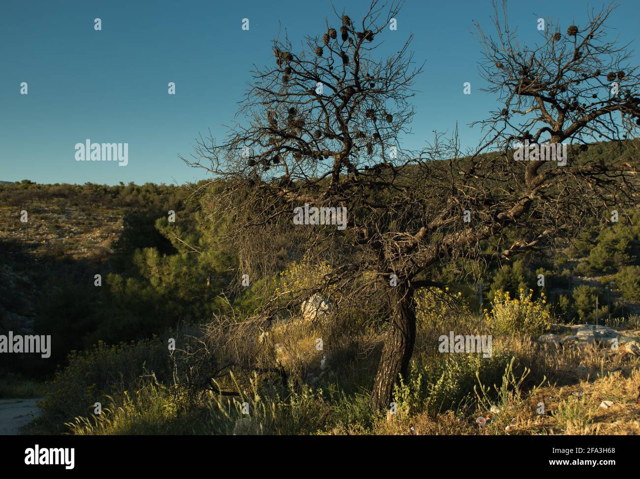 Albero di pino Charred e annerito dopo un fuoco di foresta passato through.isolato albero morto senza effetto di riscaldamento leaf.Global. Foto Stock