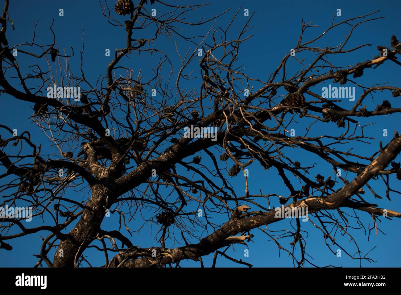 Un ramo di pino albero dopo un fuoco di foresta passò through.isolato albero morto senza effetto di riscaldamento leaf.Global. Foto Stock