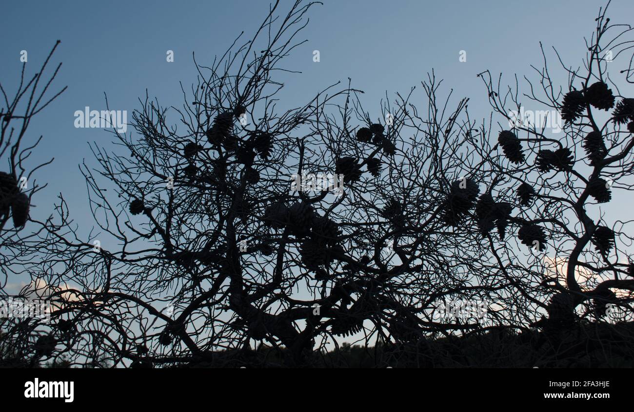 Un ramo di pino albero dopo un fuoco di foresta passò through.isolato albero morto senza effetto di riscaldamento leaf.Global. Foto Stock