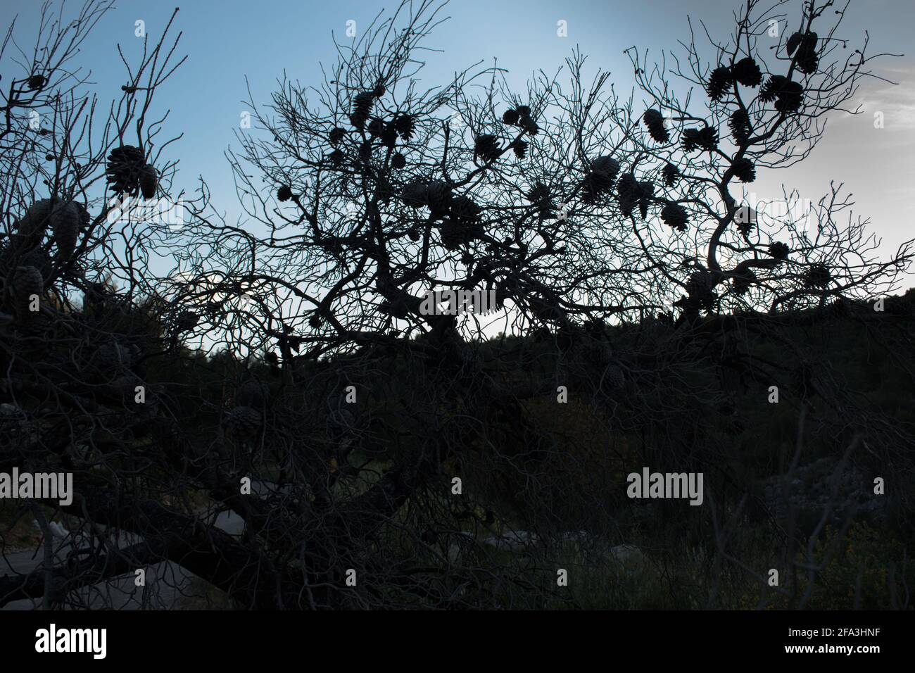 Un ramo di pino albero dopo un fuoco di foresta passò through.isolato albero morto senza effetto di riscaldamento leaf.Global. Foto Stock