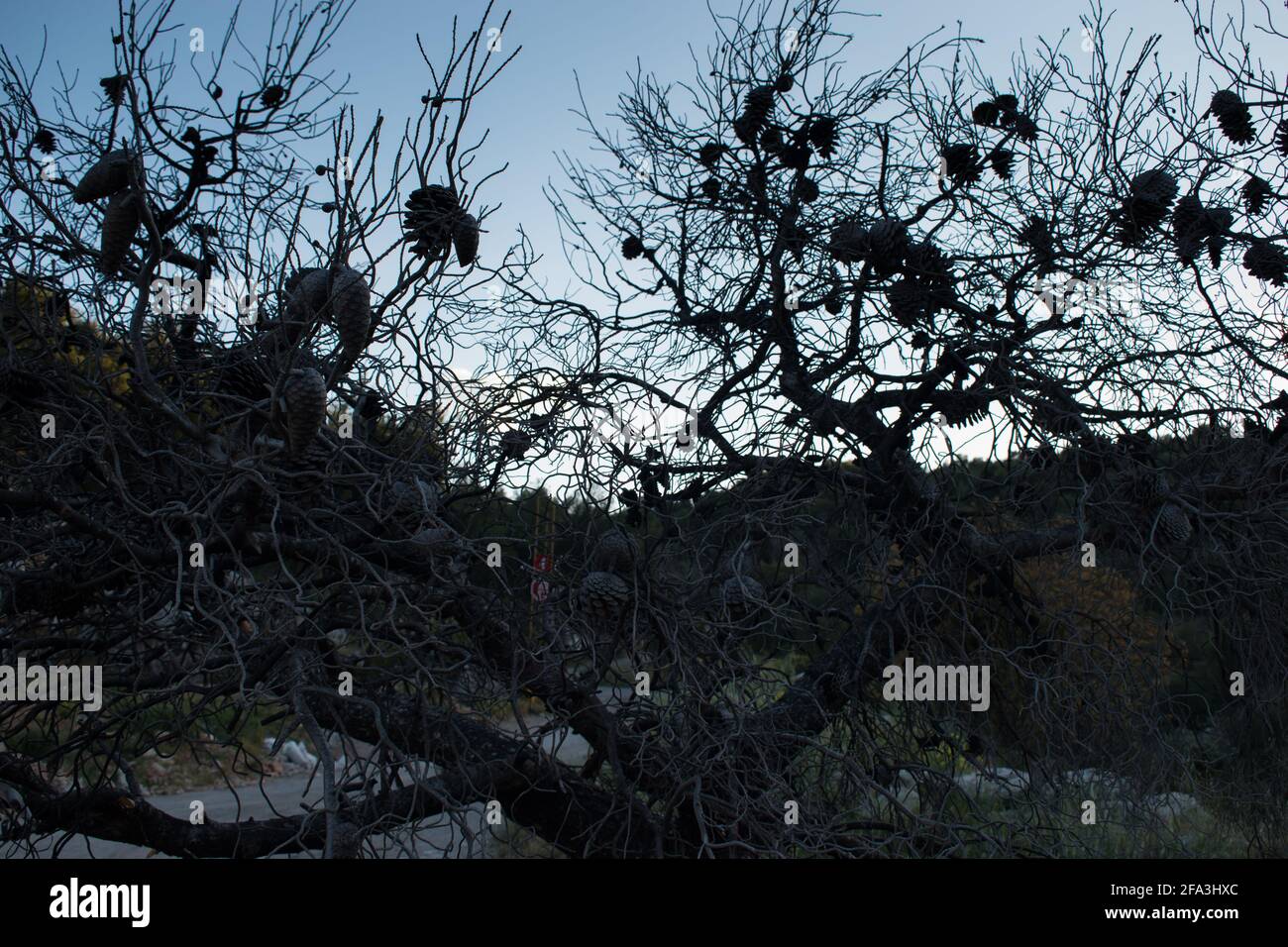 Un ramo di pino albero dopo un fuoco di foresta passò through.isolato albero morto senza effetto di riscaldamento leaf.Global. Foto Stock