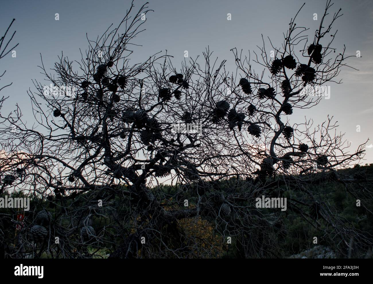 Un ramo di pino albero dopo un fuoco di foresta passò through.isolato albero morto senza effetto di riscaldamento leaf.Global. Foto Stock