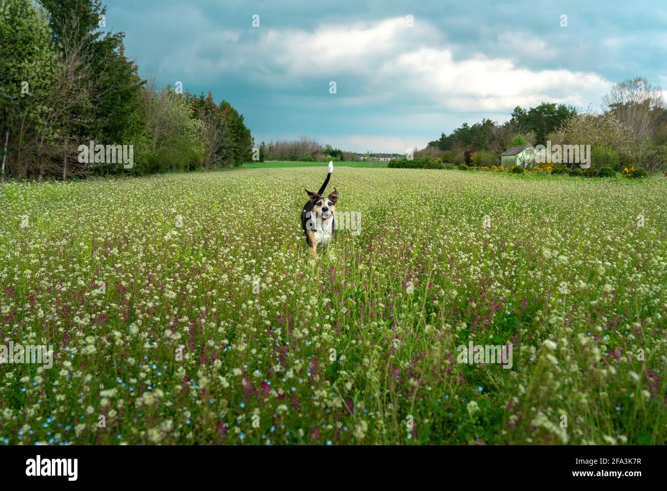 cane felice di razza mista che corre sul campo di fiori selvatici . Foto Stock