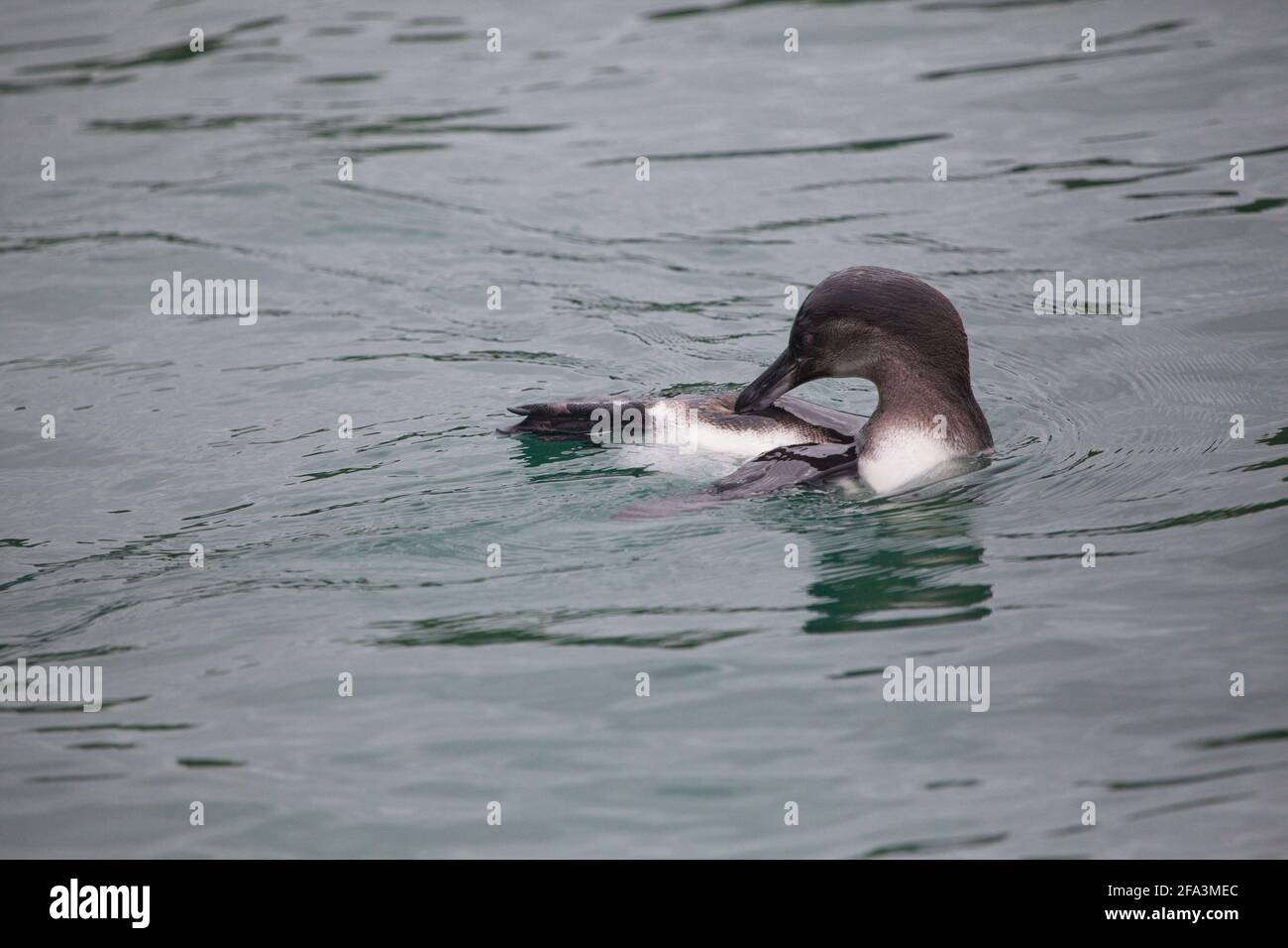 Galápagos Penguin (Speniscus mendiculus) pulizia in acqua Isole Galapagos, Ecuador. Foto Stock