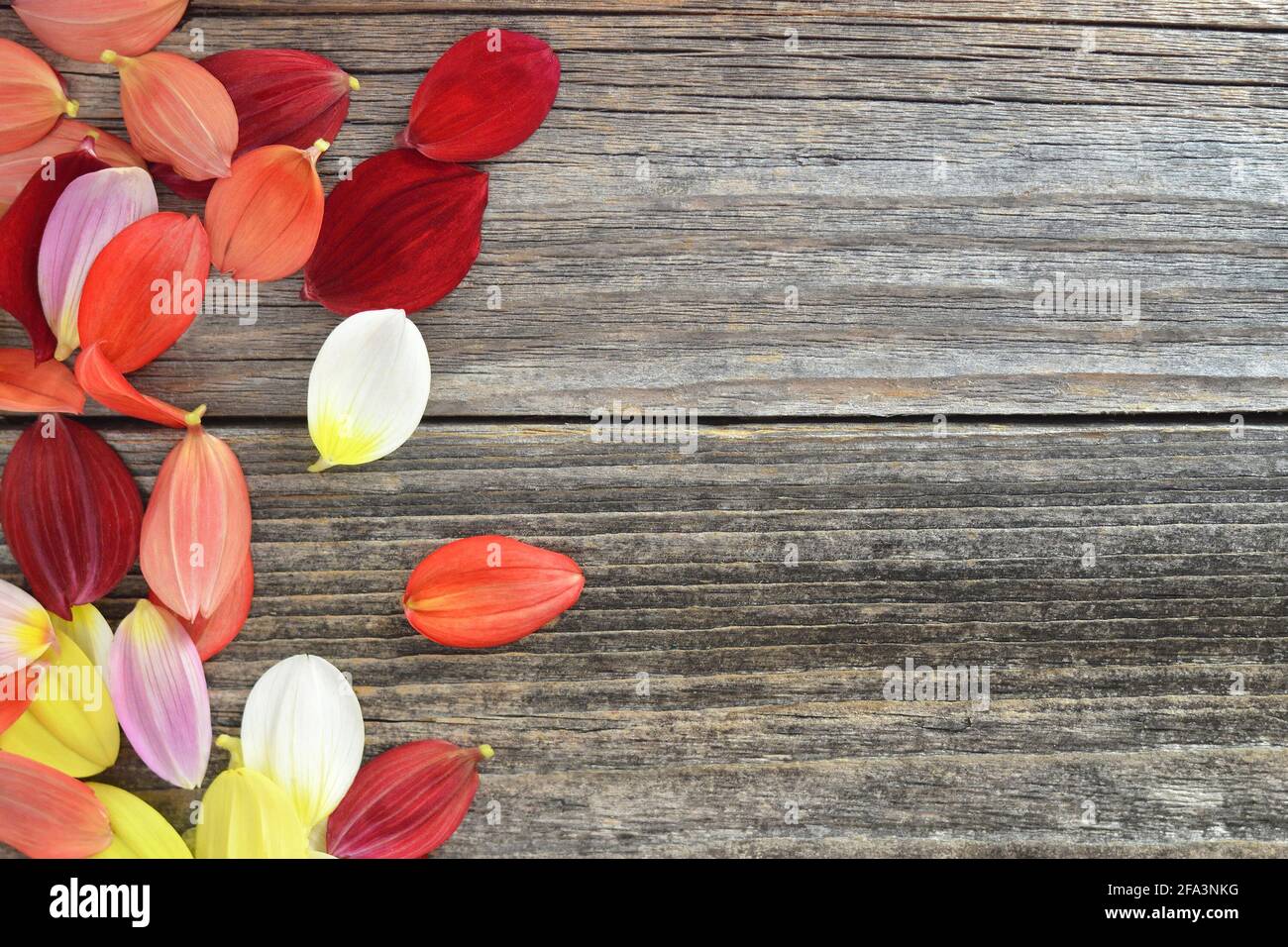 Petali di fiori di Dahlia su vecchio sfondo di legno con spazio di copia Foto Stock