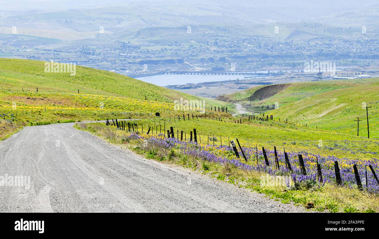Una strada di ghiaia scende passando balsamroot e lupino fiori selvatici da Columbia Hills state Park fino al fiume sottostante Foto Stock