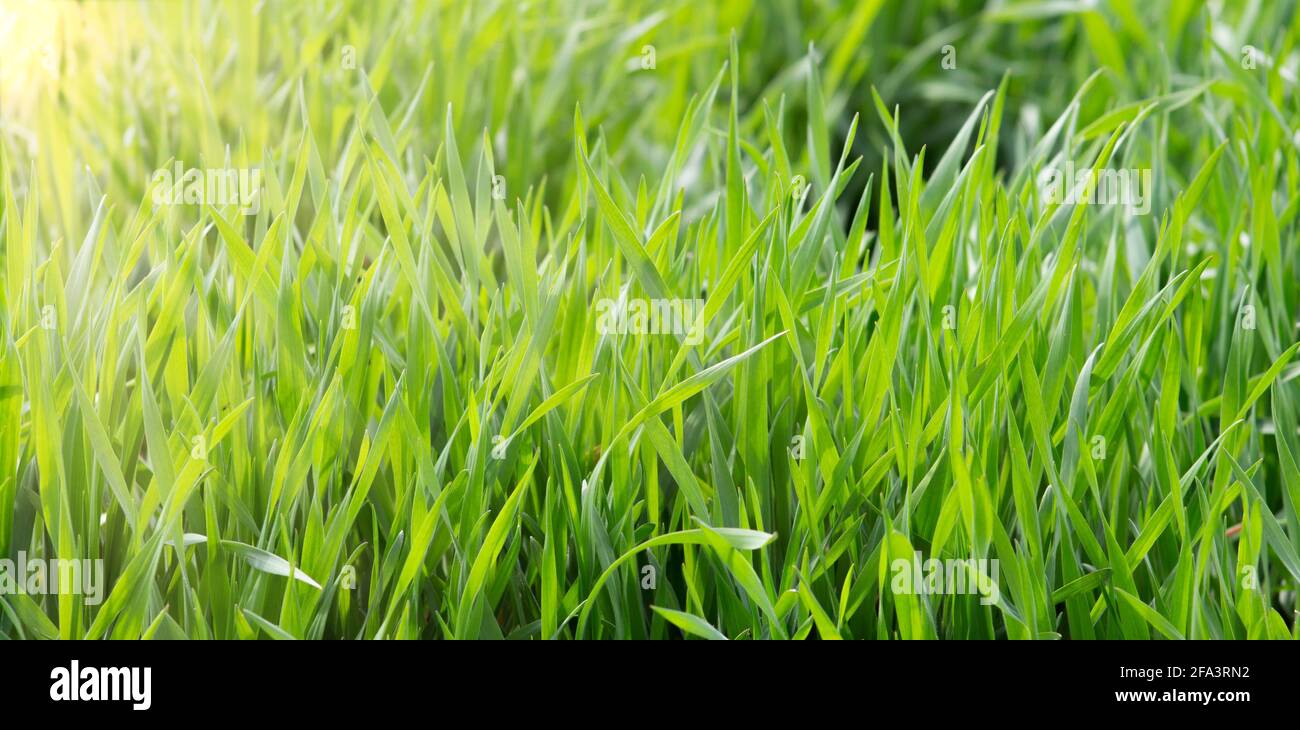 Erba verde primaverile fresca, foglie di piante frizzanti al caldo sole. Foto Stock