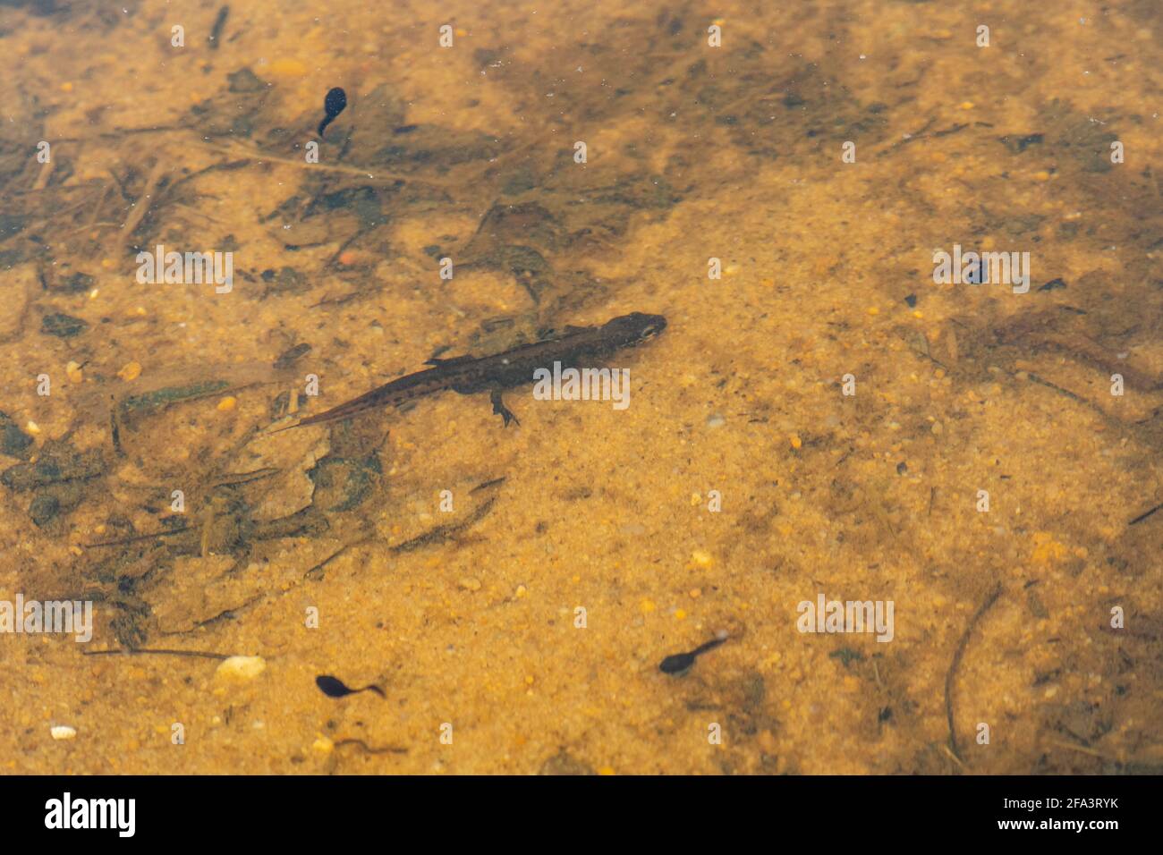 Palmate newt (Lissotriton helveticus) maschio in stagno tra tadpoli comuni di rospo, che sono una specie di prede di novellini, UK, durante la primavera Foto Stock