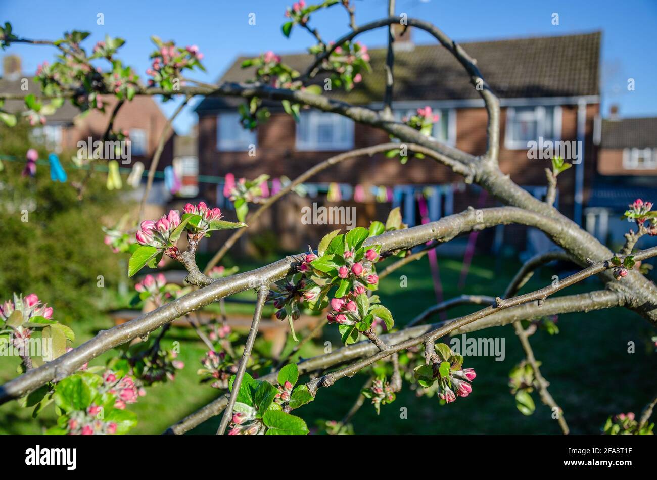 Boccioli di flusso che scoppiano in fiore su un albero di mela in un giardino residenziale. Foto Stock