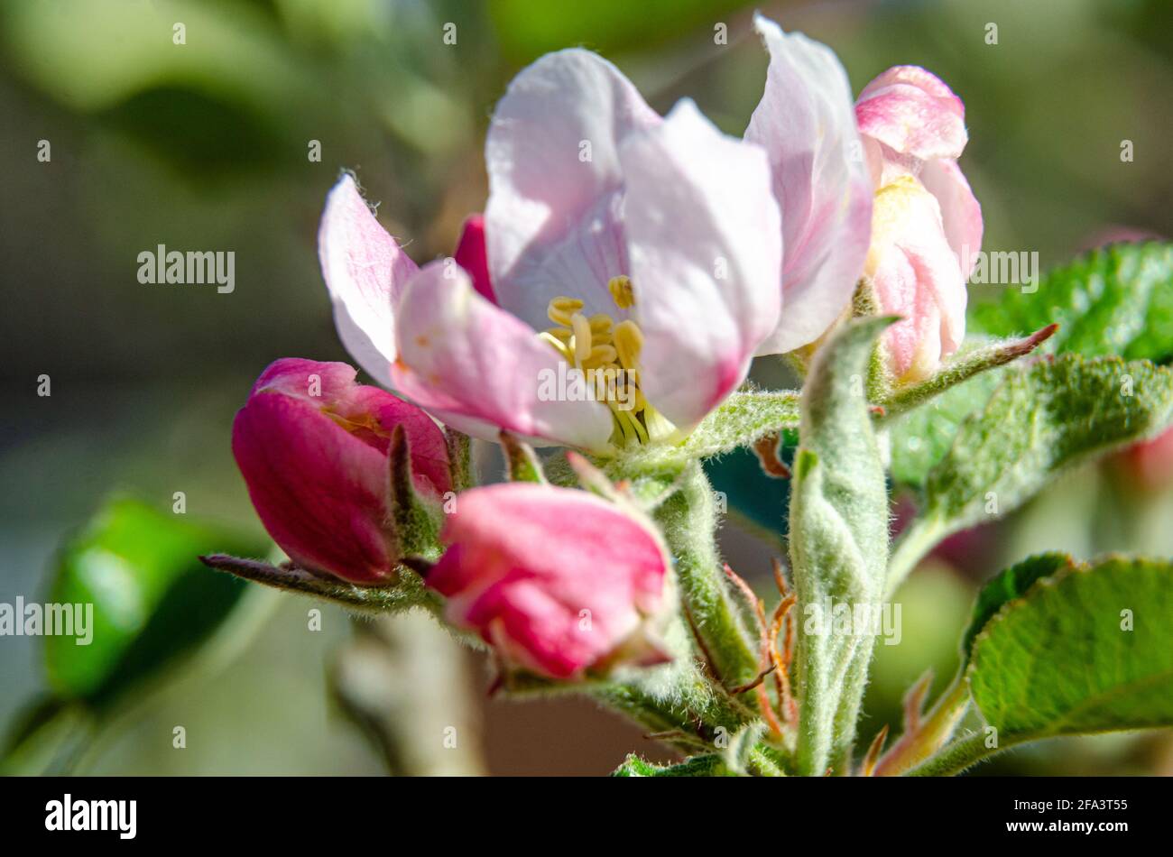 Fiore di mele e boccioli di fiori su un albero di mele in un giardino residenziale. Foto Stock