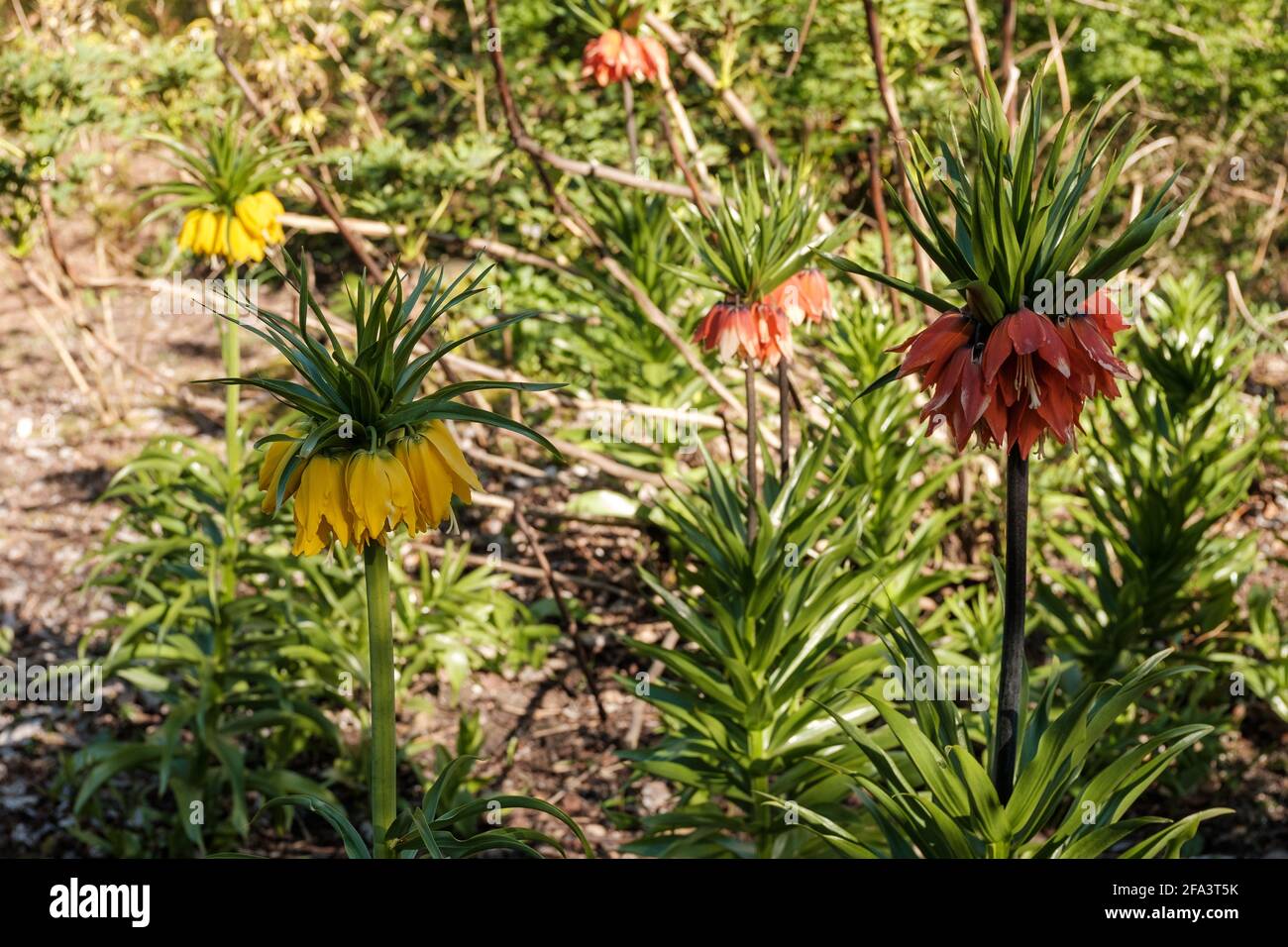 Fritillaria imperialis corona imperiale bulbosa erbacea perenni con lance a forma di o. foglie lineari e fiori a forma di campana o a forma di ciotola Foto Stock