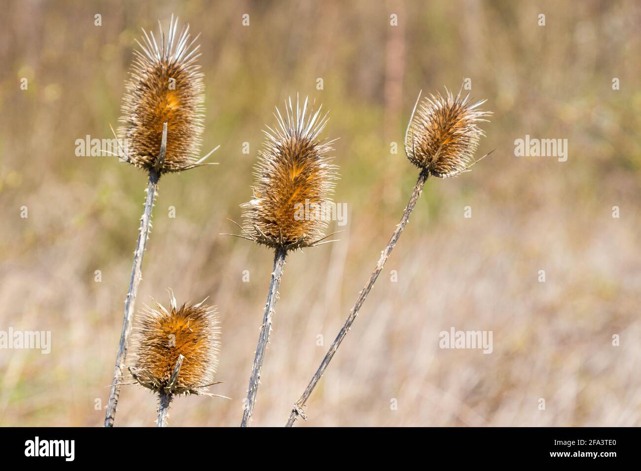 Il teasel selvatico (Dipsacus fullonum) si pettina in primavera vicino a terreni agricoli, Ungheria Foto Stock