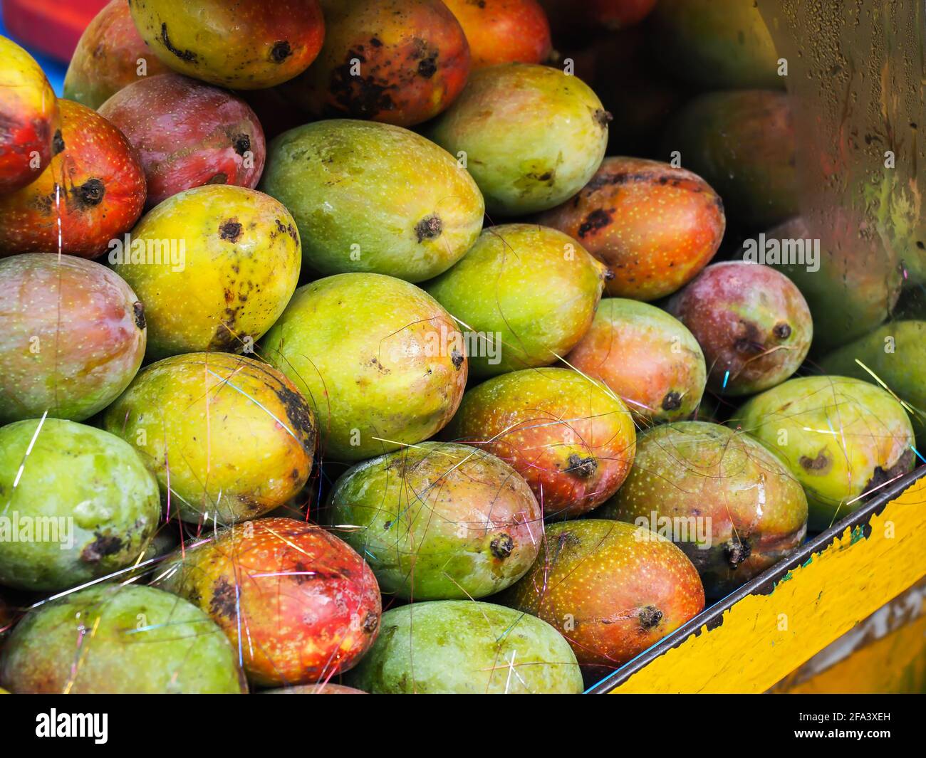 Indian Mango Sales India con le sue ampie zone climatiche produce una grande varietà di manga Foto Stock