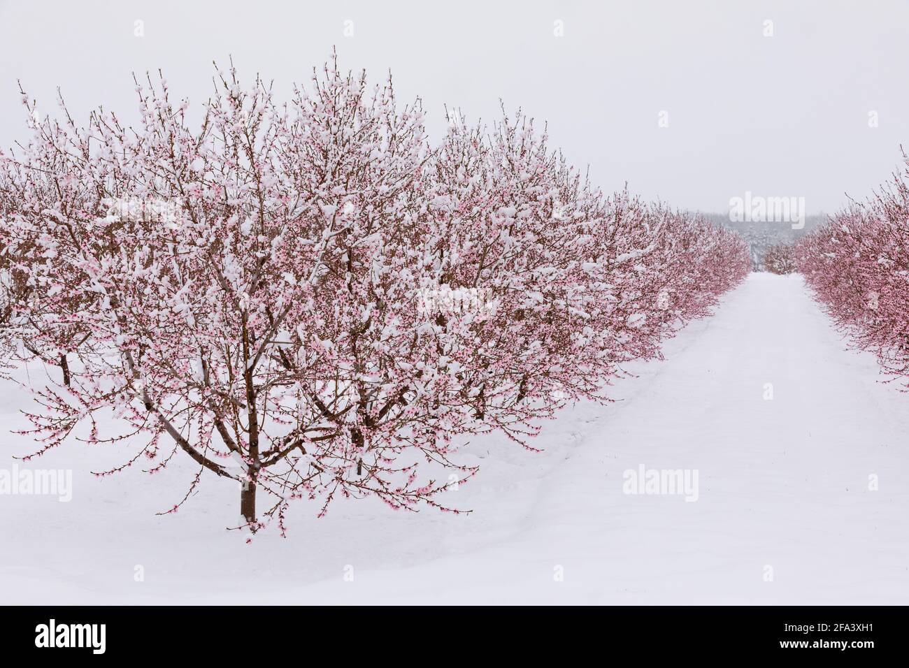 Canada, Ontario, Niagara on the Lake, Peach Orchard in fiore coperto da una rara nevicata di primavera. Foto Stock