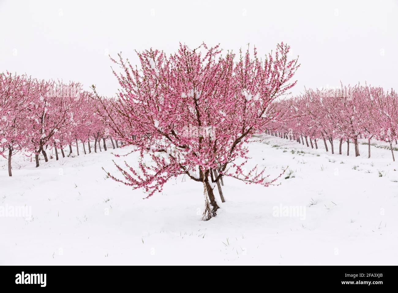 Canada, Ontario, Niagara on the Lake, Peach Orchard in fiore coperto da una rara nevicata di primavera. Foto Stock