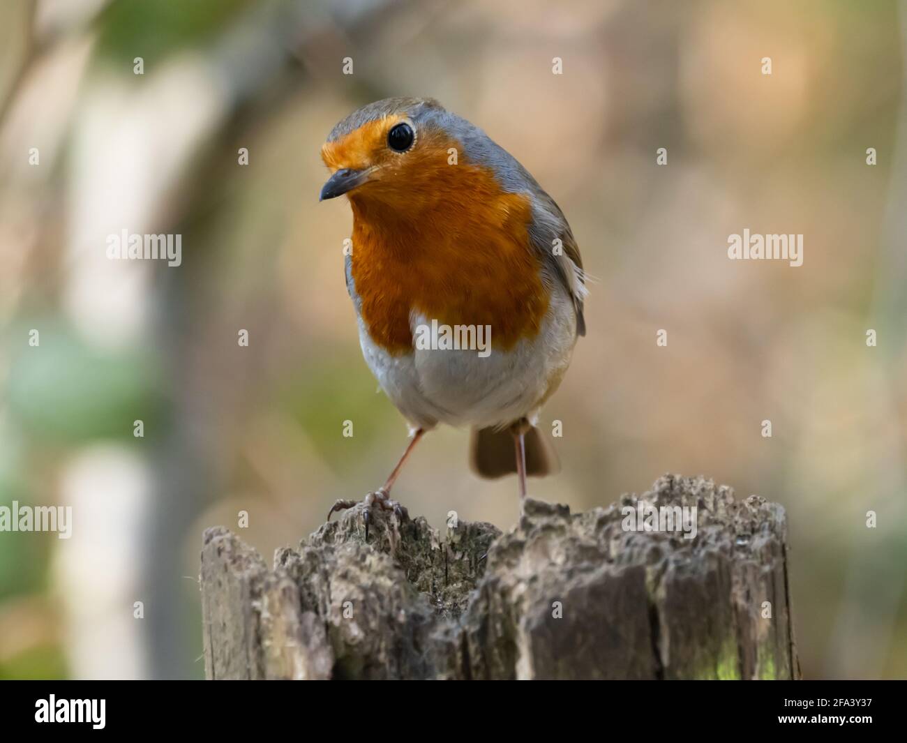 Il robin europeo (Erithacus rubecula), conosciuto semplicemente come il Robin o Robin Redbreast in Irlanda e Gran Bretagna Foto Stock