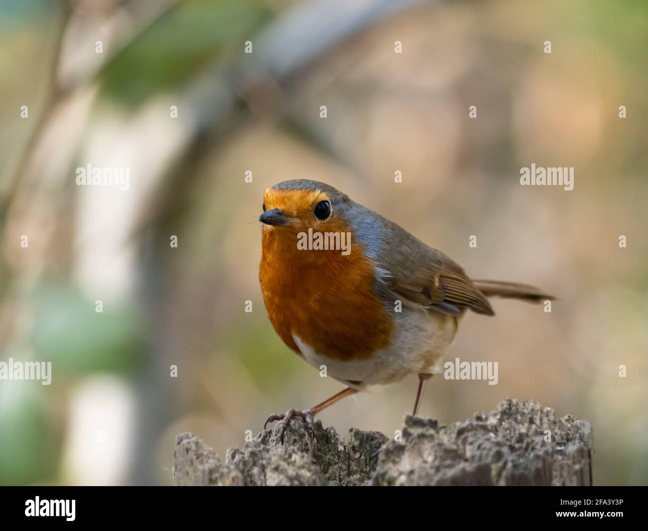 Il robin europeo (Erithacus rubecula), conosciuto semplicemente come il Robin o Robin Redbreast in Irlanda e Gran Bretagna Foto Stock