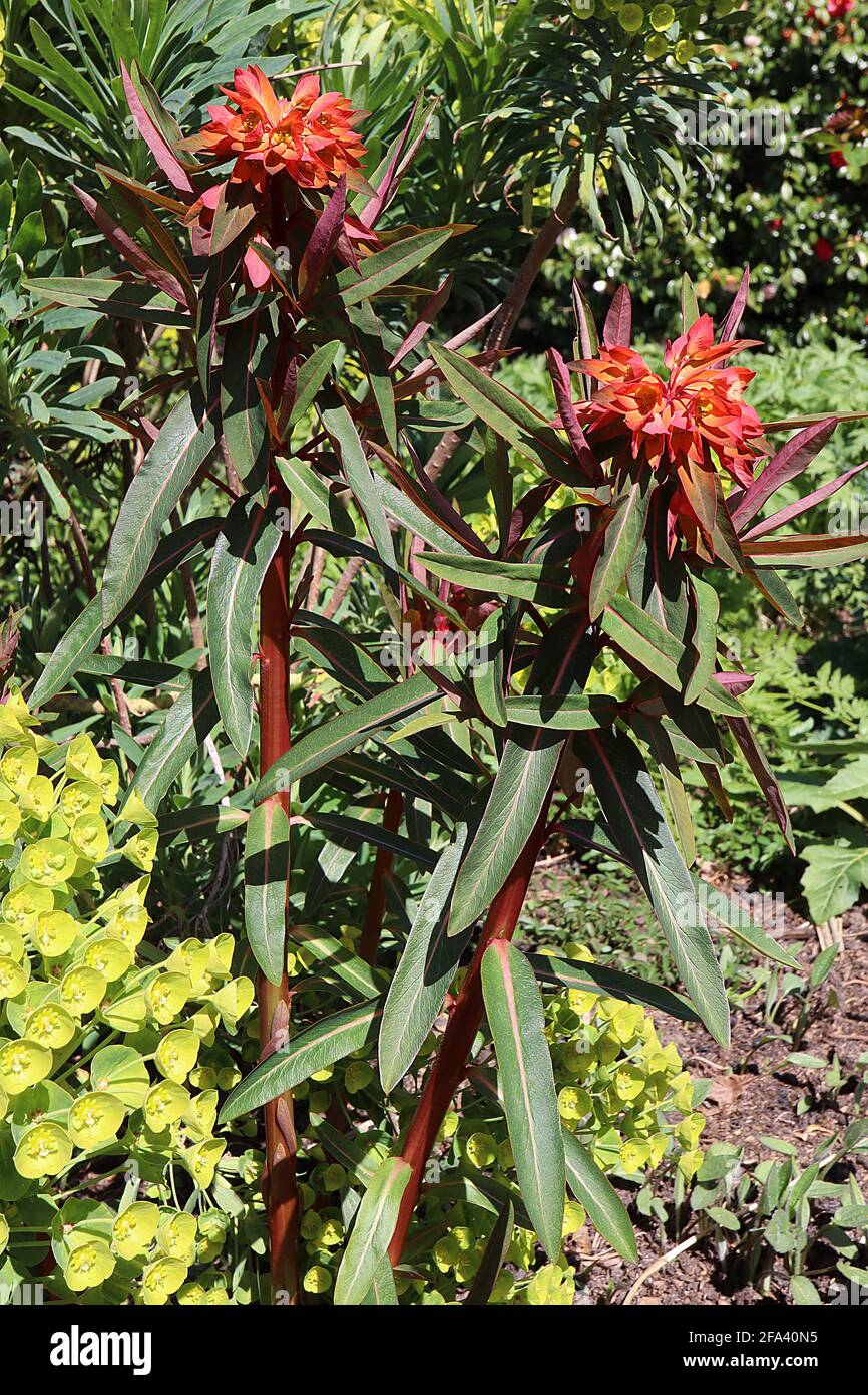 Euphorbia griffithii ‘DMixter’ Spurge Dixter – fiori rossi arancioni con foglie verdi a forma di lancia, aprile, Inghilterra, Regno Unito Foto Stock