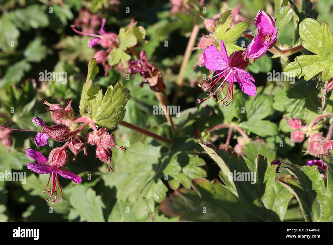 Geranio macrorrhizum ‘Czakor’ Cranesbill a radice grossa – fiori rosa scuro e foglie lobate, aprile, Inghilterra, Regno Unito Foto Stock
