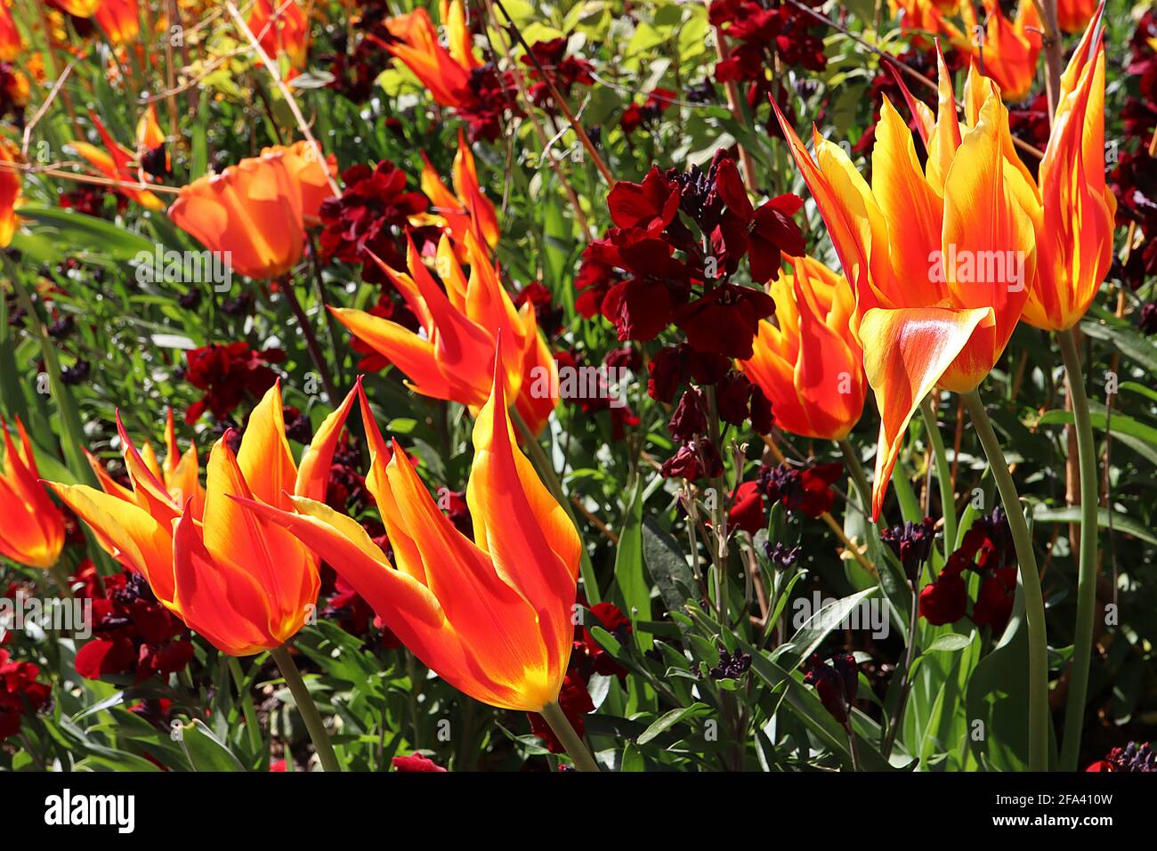 Tulipa ‘Fly Away’ Lily Flowering 6 Tulipano Fly Away - fiori rossi scarlatto, bordi gialli, aprile, Inghilterra, Regno Unito Foto Stock
