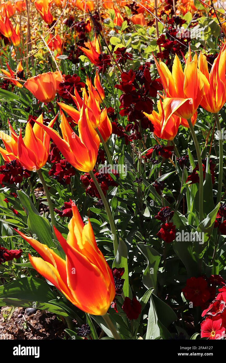 Tulipa ‘Fly Away’ Lily Flowering 6 Tulipano Fly Away - fiori rossi scarlatto, bordi gialli, aprile, Inghilterra, Regno Unito Foto Stock