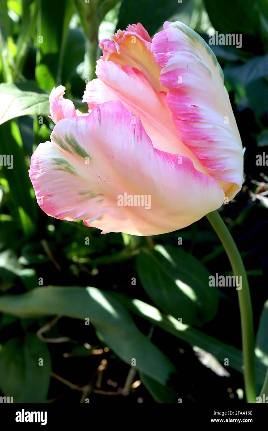 Tulipa gesneriana var dracontia ‘Apricot Parrot’ Parrot 10 Apricot Parrot tulip - petali di crema ritorti, a filo di albicocca, bordi rosa, piume verde, Foto Stock