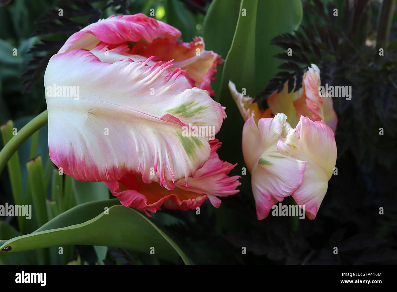 Tulipa gesneriana var dracontia ‘Apricot Parrot’ Parrot 10 Apricot Parrot tulip - petali di crema ritorti, a filo di albicocca, bordi rosa, piume verde, Foto Stock