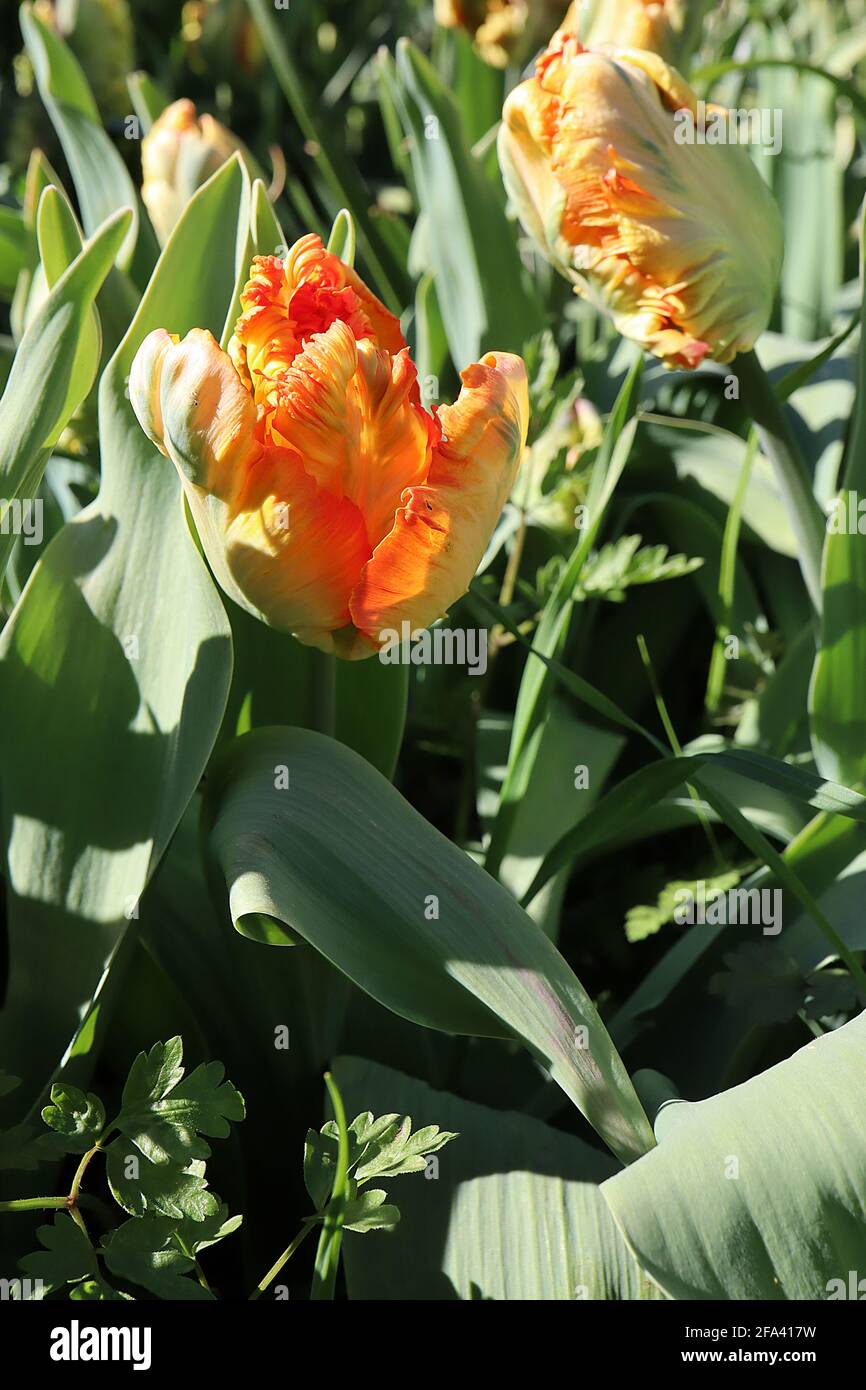 Tulipa gesneriana var dracontia ‘Professor Rontgen’ Parrot 10 Professor Rontgen Parrot tulip - petali di crema ritorti, margini arancioni, margini rosa, Foto Stock