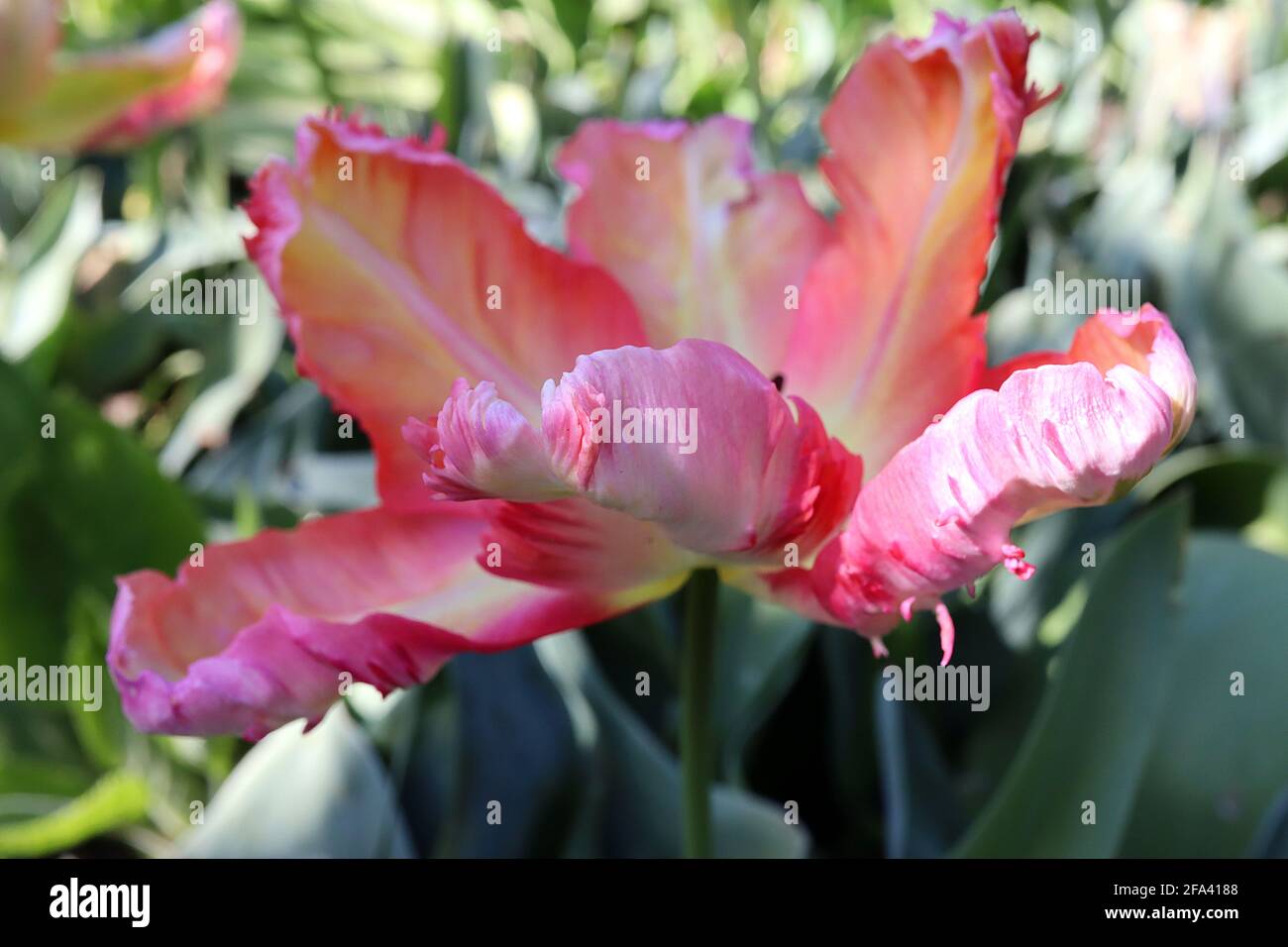 Tulipa gesneriana var dracontia ‘Professor Rontgen’ Parrot 10 Professor Rontgen Parrot tulip - petali di crema ritorti, margini arancioni, margini rosa, Foto Stock