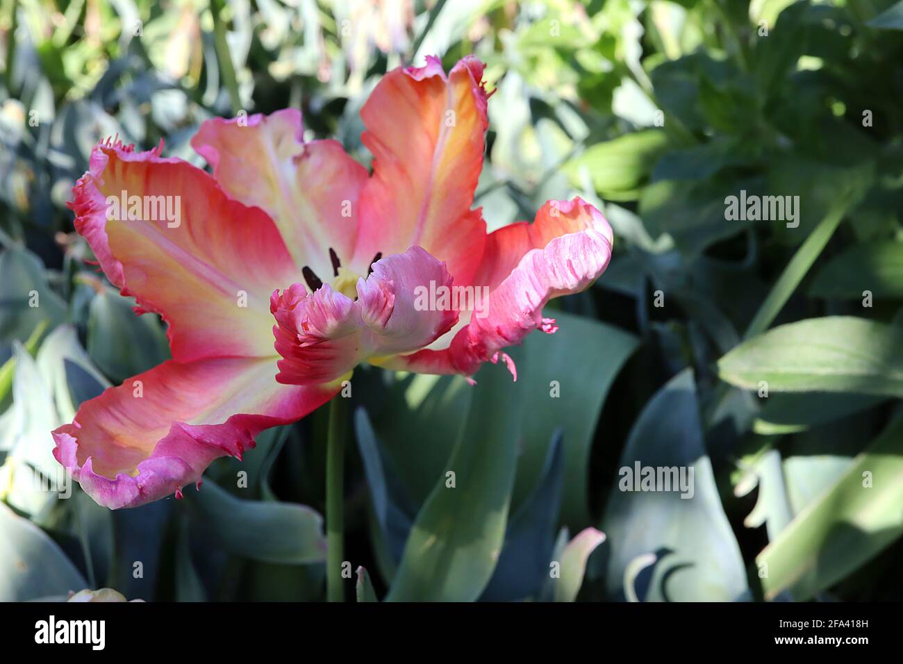 Tulipa gesneriana var dracontia ‘Professor Rontgen’ Parrot 10 Professor Rontgen Parrot tulip - petali di crema ritorti, margini arancioni, margini rosa, Foto Stock