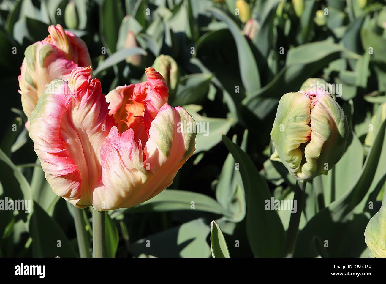 Tulipa gesneriana var dracontia ‘Avignone Parrot’ Parrot 10 Avignone Tulip di Parrot - petali bianchi tortuosi e cremosi, margini rosa intenso, margini rosa pallido, Foto Stock