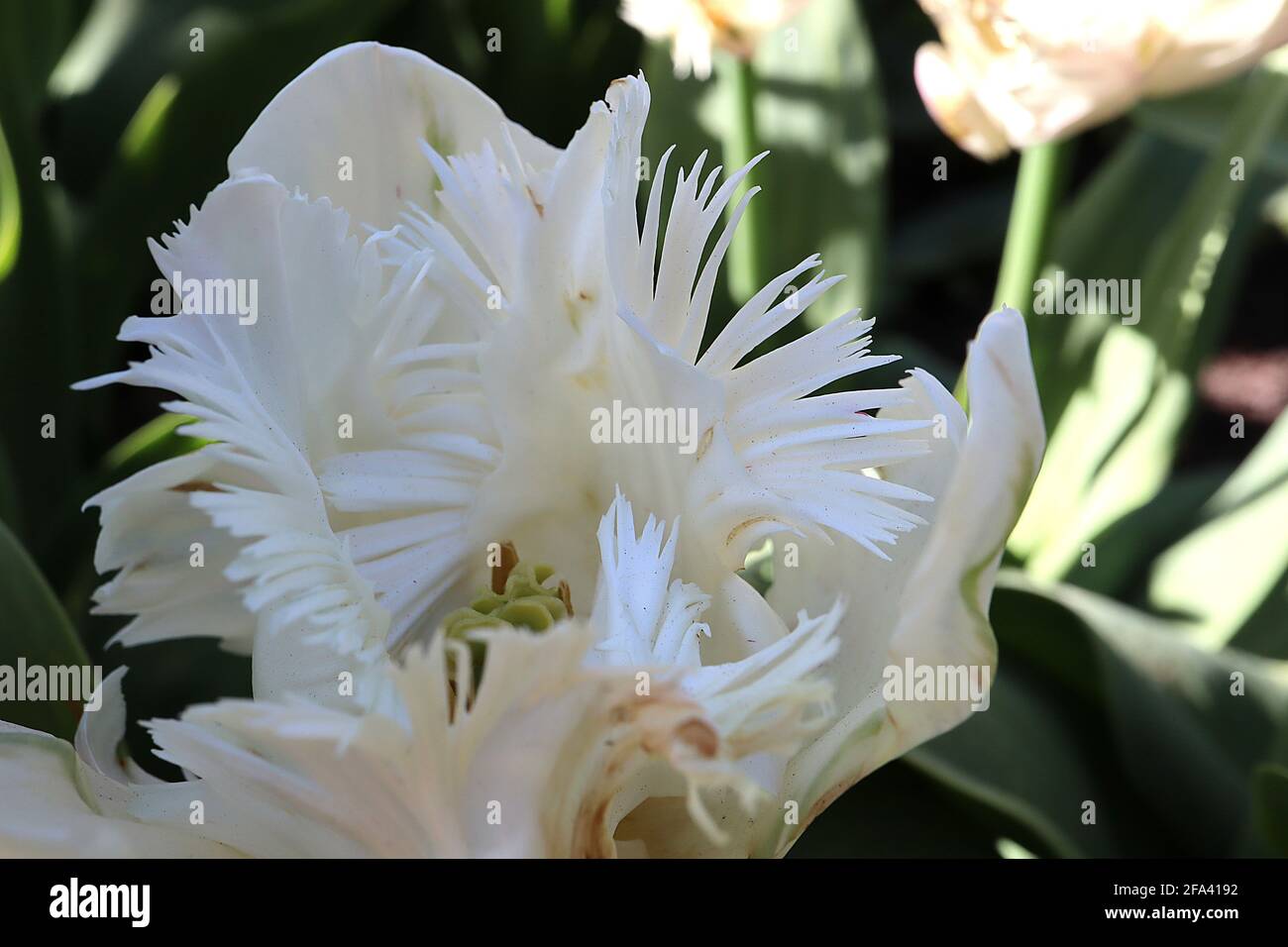 Tulipa gesneriana var dracontia ‘Parrot Bianco’ Parrot 10 Tulip di Parrot Bianco - petali bianchi tortuosi e cremosi, fiamme verdi, piuma verde, aprile, Regno Unito Foto Stock