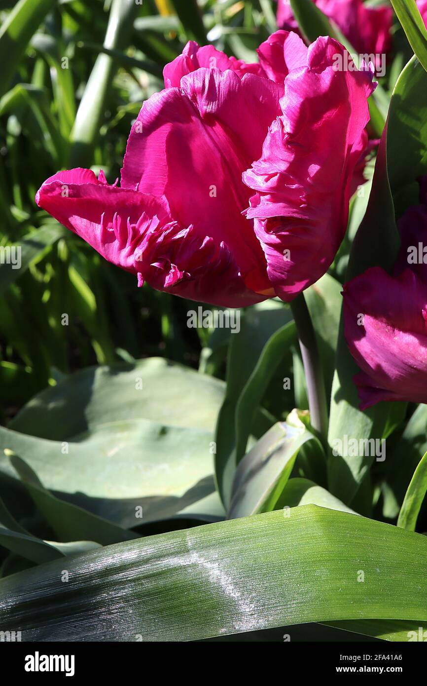 Tulipa gesneriana var dracontia ‘Negrita Parrot’ Parrot 10 Negrita Parrot tulip – petali viola profondi ritorti, aprile, Inghilterra, Regno Unito Foto Stock