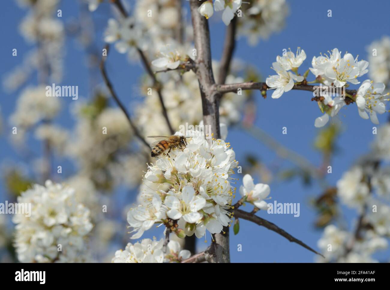Lavoro attivo delle api per raccogliere il polline. Primo piano di fiori bianchi impollinanti di api di miele Foto Stock
