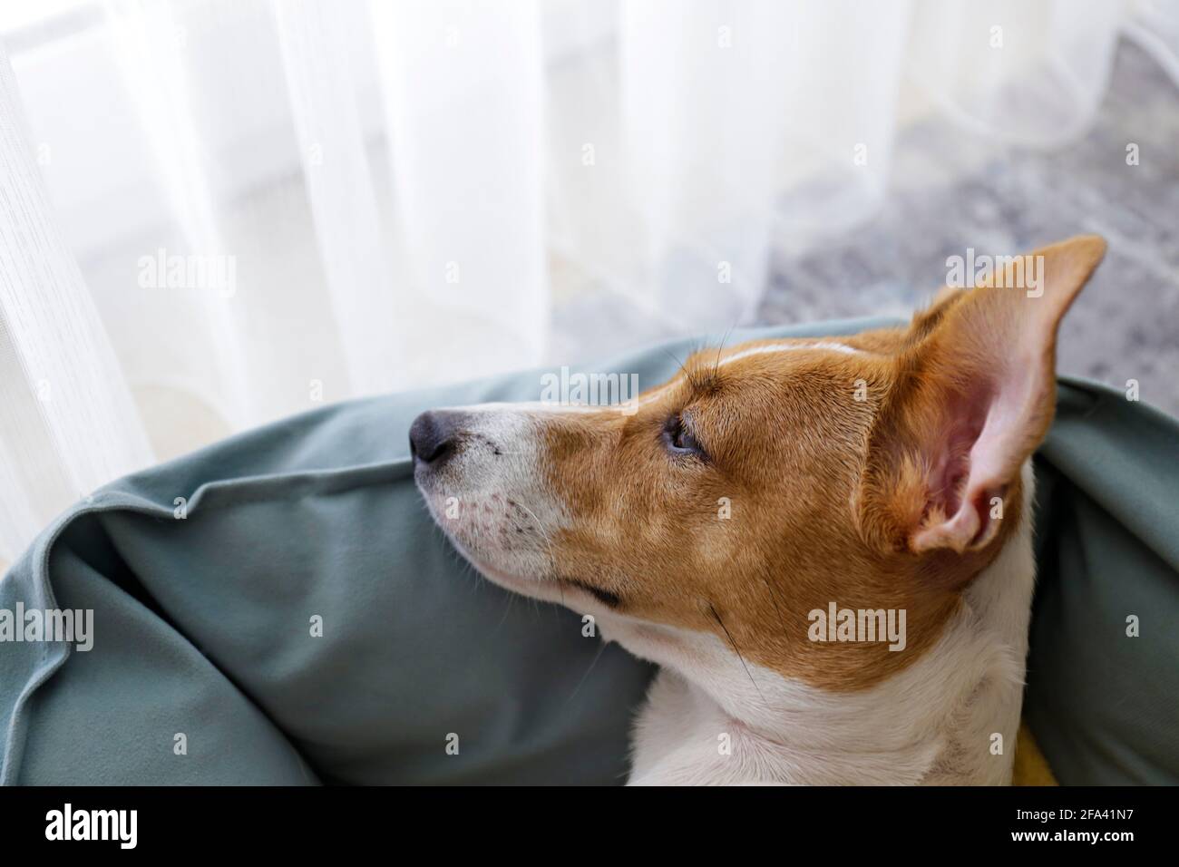 Carino cucciolo di Jack Russel terrier sonnolento con grandi orecchie  poggianti su un letto di cane