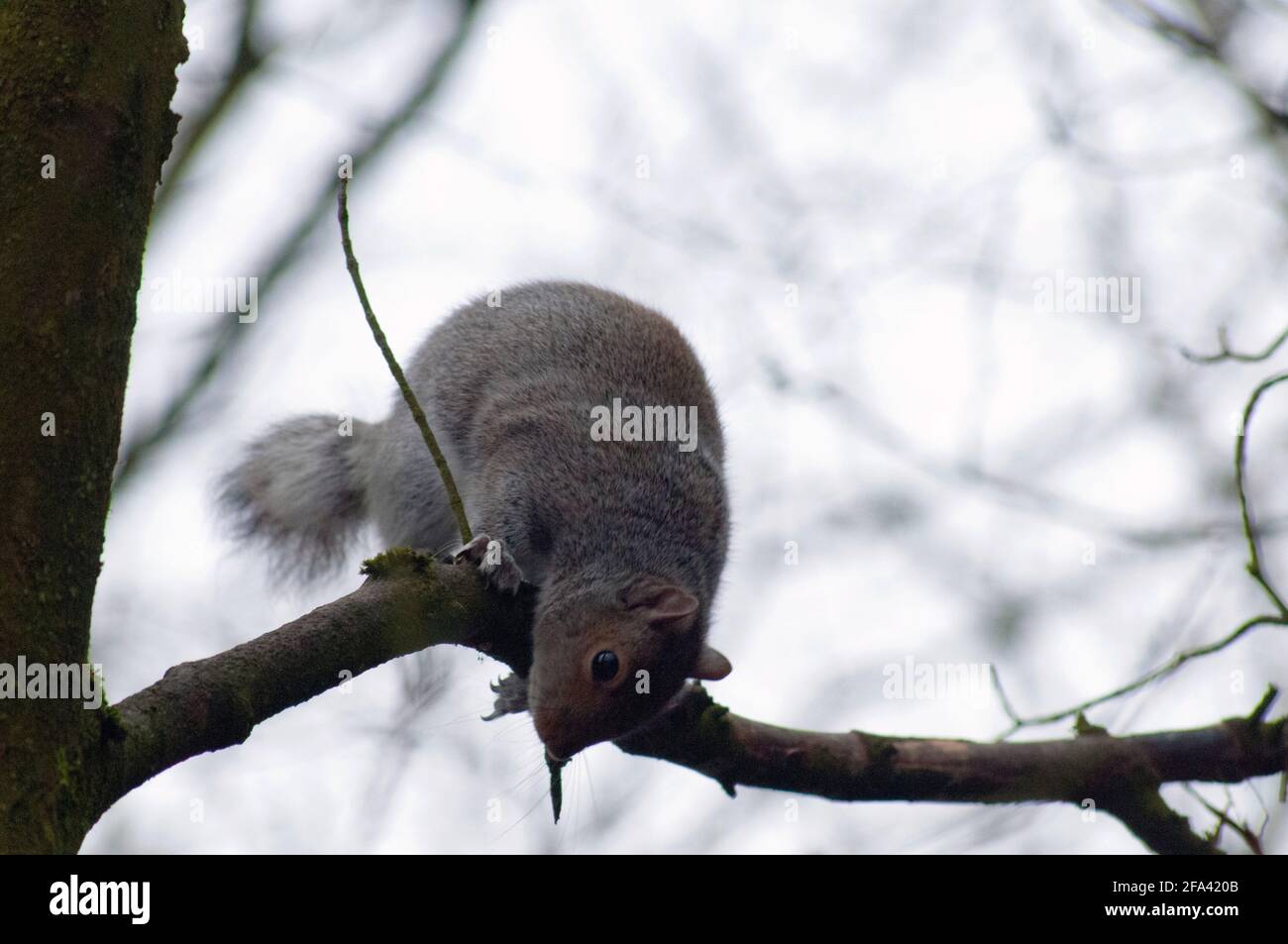 Curioso scoiattolo grigio in un albero Foto Stock
