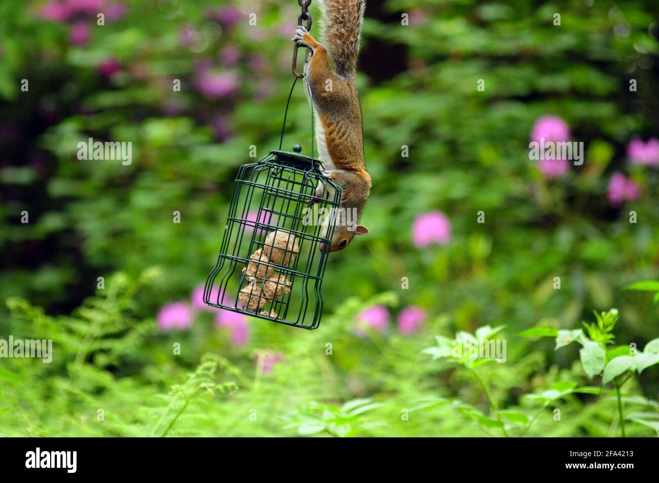 Squirrel grigio affamato Foto Stock