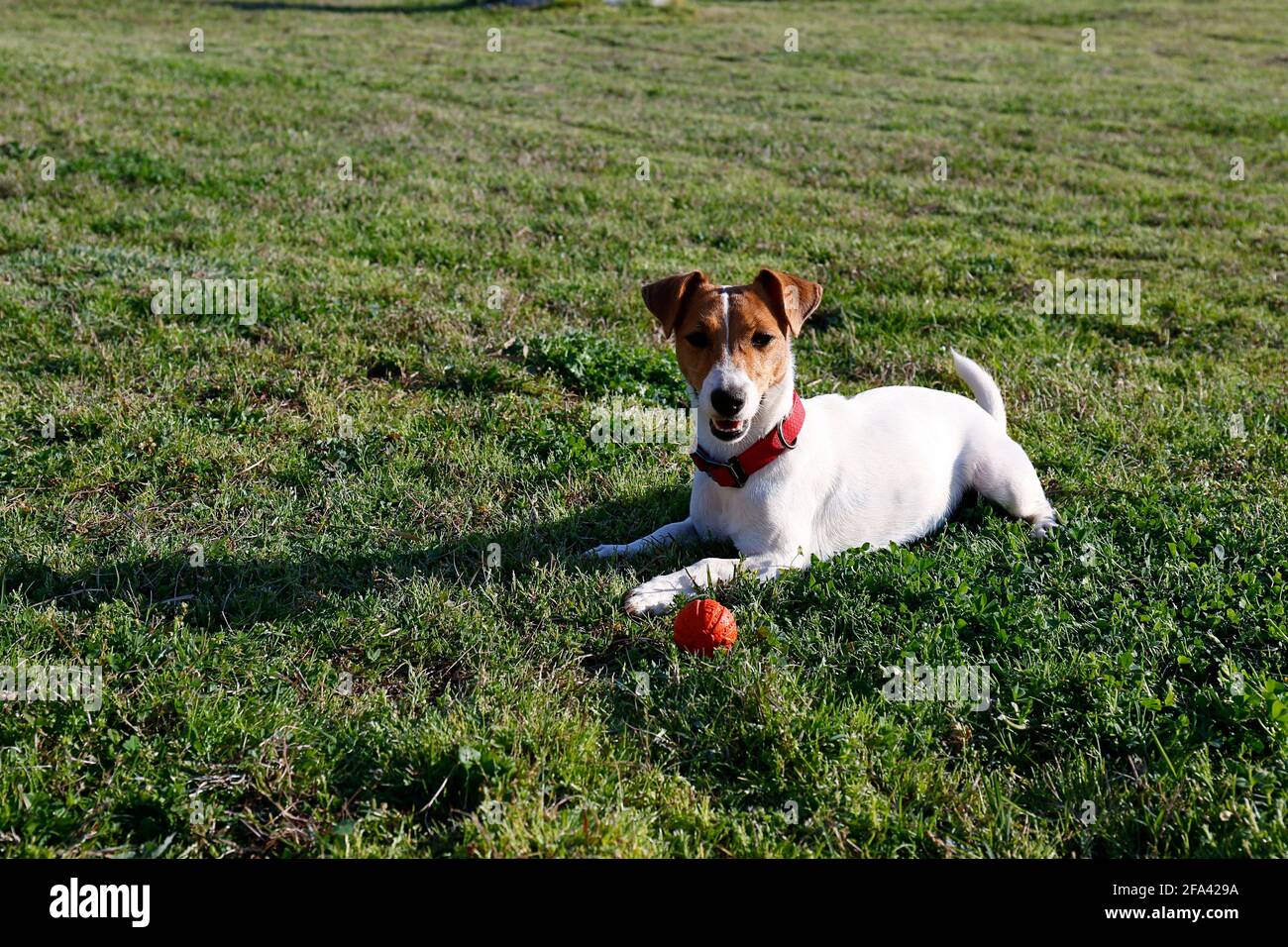 Divertente piccolo jack russell terrier cucito giocando con la palla nel parco su un prato verde succoso. Adorabile doggy che riposa su un'erba, custodendo un favorito Foto Stock