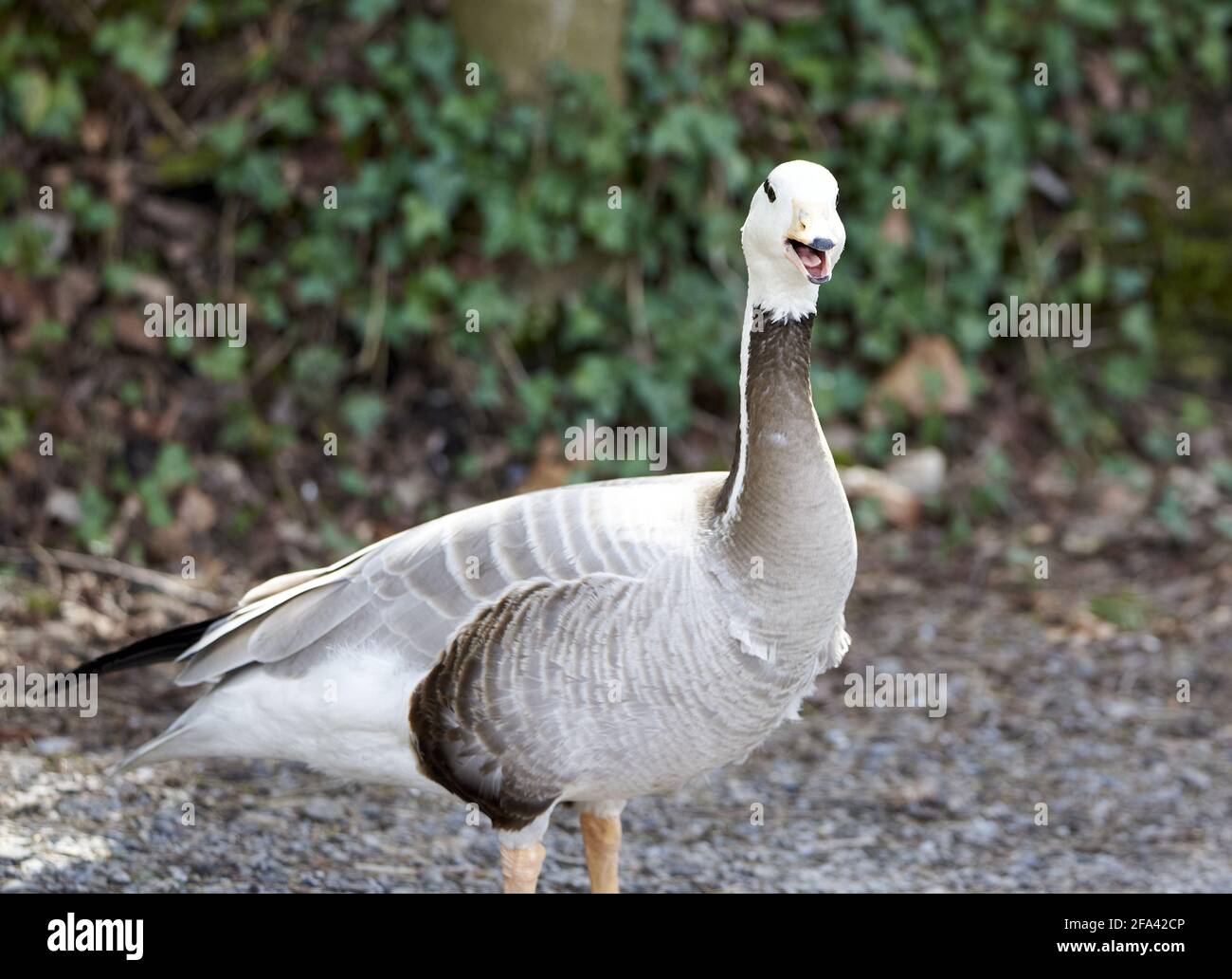 Bar--headed goose avvertimento cal Foto Stock