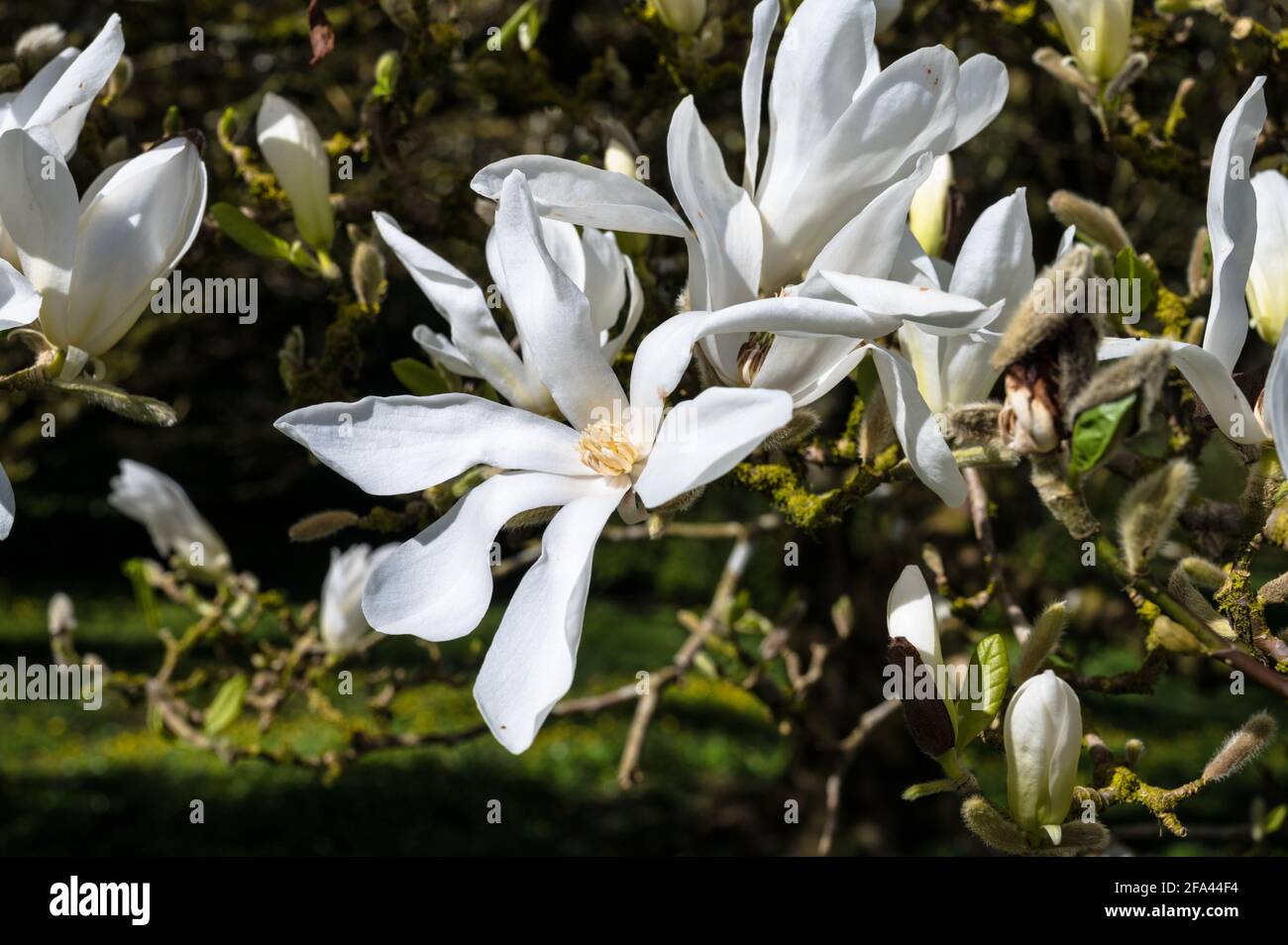 Fiore bianco Magnolia stellata anche conosciuto come stella Magnolia in Primavera in Irlanda Foto Stock