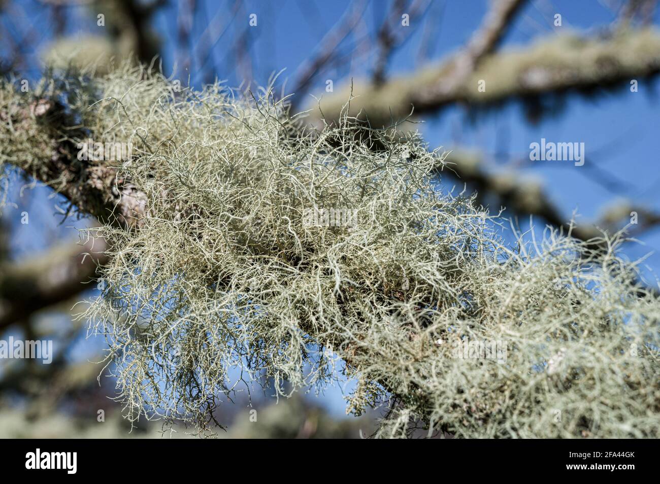 Quello che sembra essere Usnea o Beard Lichen crescente Il ramo di un albero in Irlanda Foto Stock