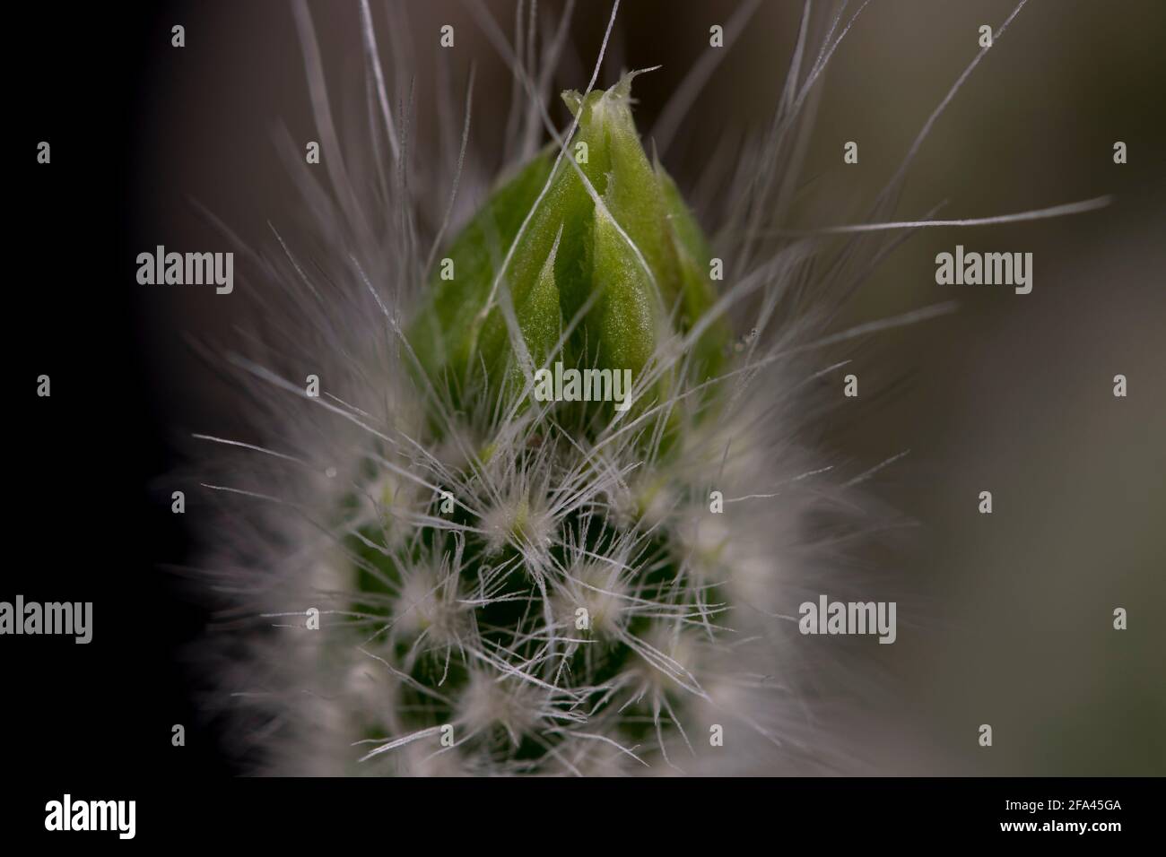 Primo piano su fiore bunny orecchio cactus. Macro vista delle papille di fiori di cactus di pera prickly. Foto Stock