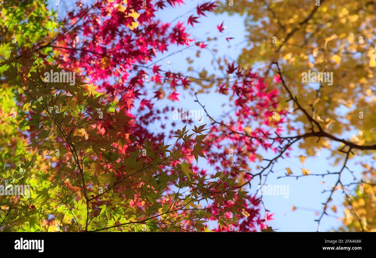 Fuoco selettivo sul più basso di parecchi strati di colorful In autunno l'acero giapponese si lascia sotto un cielo blu chiaro Foto Stock