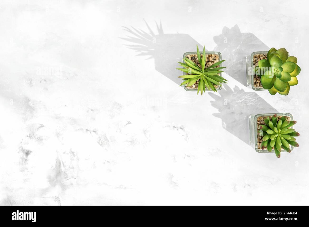 Piante succulente. Piano creativo laico sfondo in pietra di marmo Foto Stock