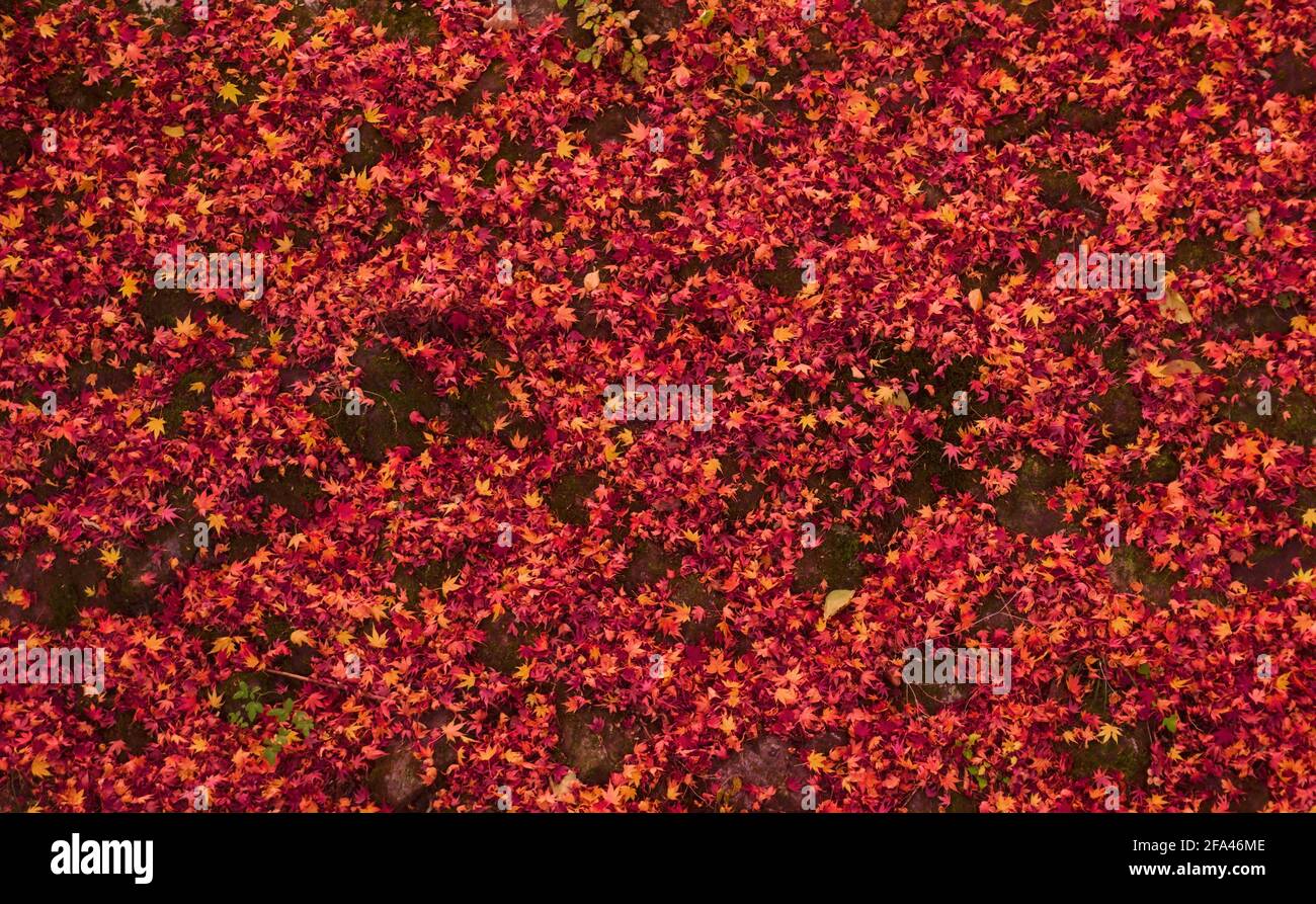 Una superficie di cemento ricoperta di muschio scuro coperta di rosso caduto autunnale foglie di acero Foto Stock